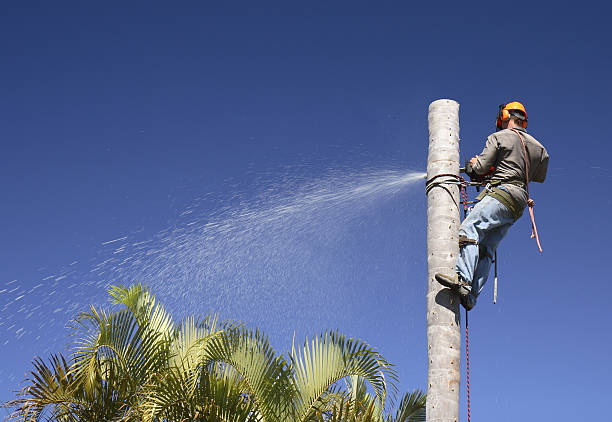 Tree and Shrub Care in Fairbury, IL