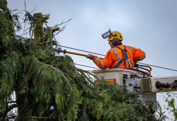 Reliable Fairbury, IL Tree Services Solutions