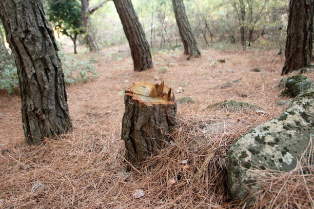 How Our Tree Care Process Works  in  Fairbury, IL